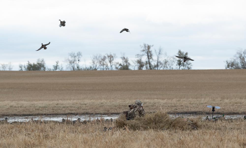 duck hunting