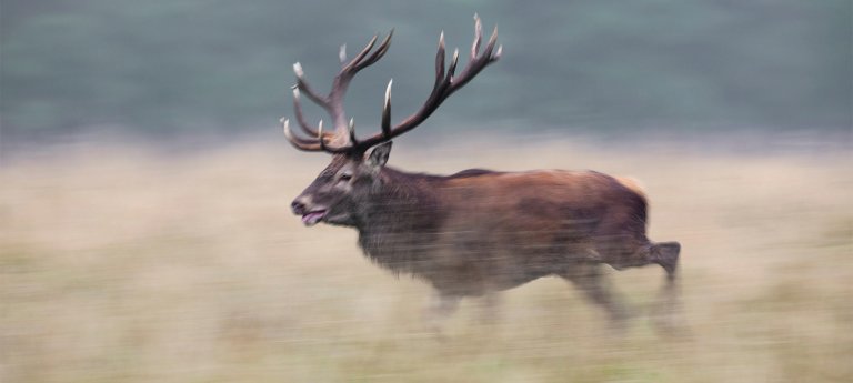 elk running through a field
