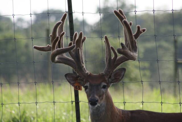 giant high fence buck