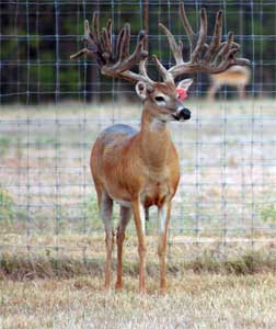 giant high fence buck