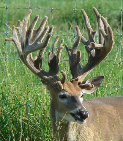 giant high fence buck