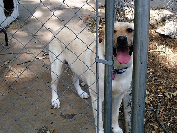 Are Hunting Dogs Better When Kept Indoors or Outdoors?