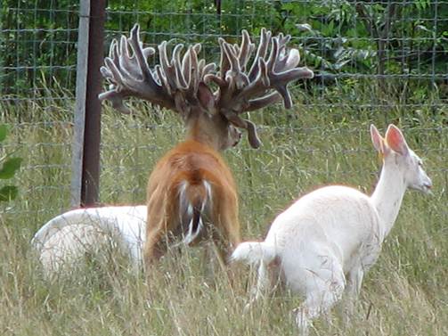 freak high fence buck