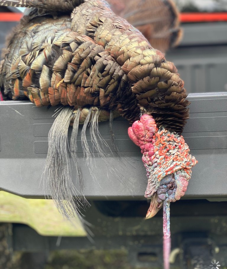 Record Book 8-Bearded Turkey Taken In Georgia