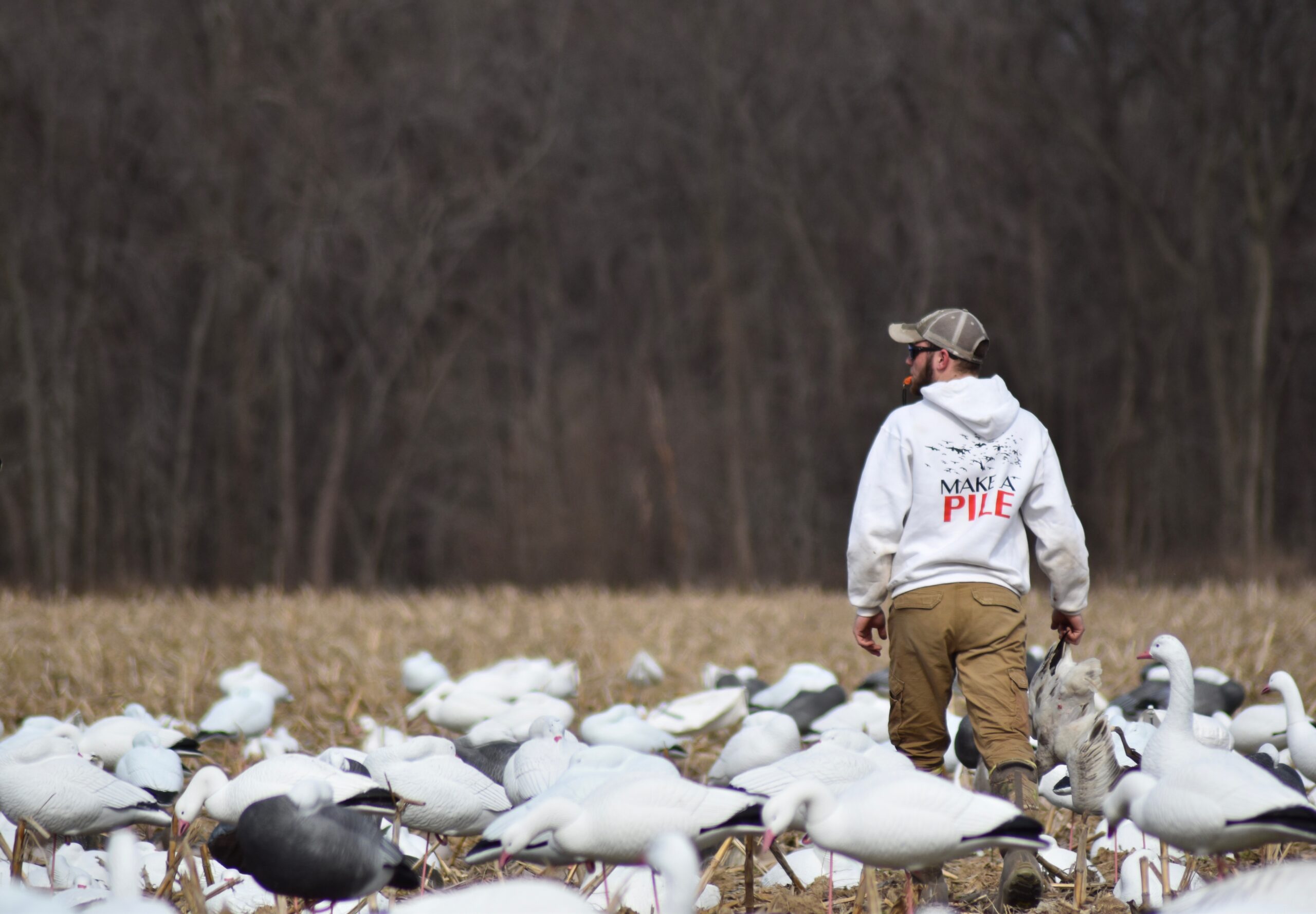 Snow geese could affect other waterfowl populations.