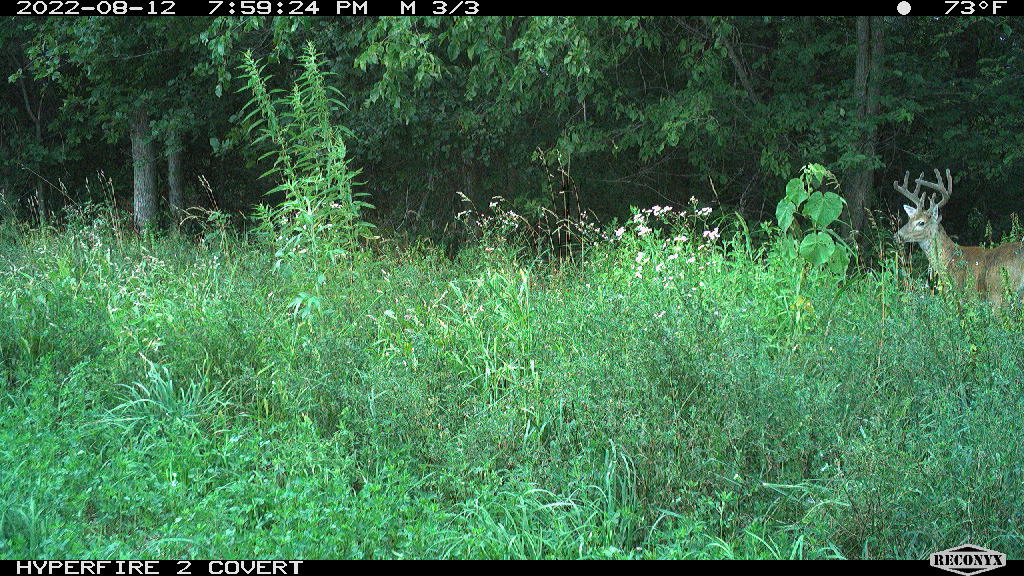 reconyx buck photo best cellular trail camera