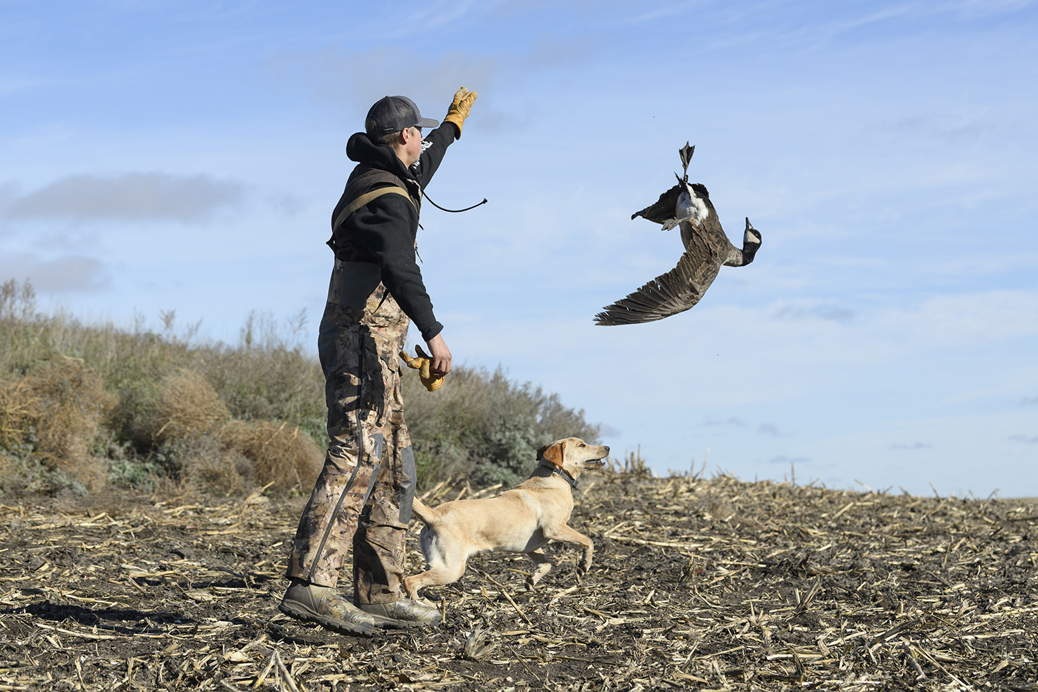 dog chases thrown goose