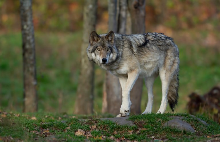 michigan lone wolf record journey