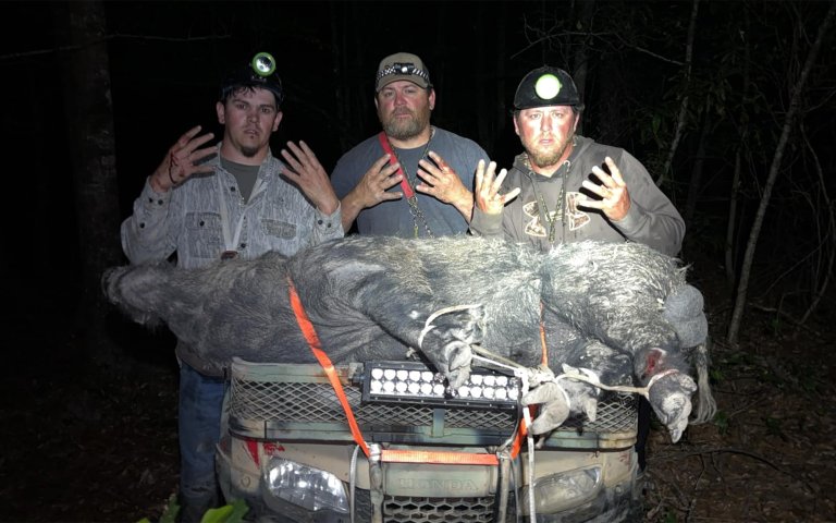 Three men with a hog they caught during a contest.
