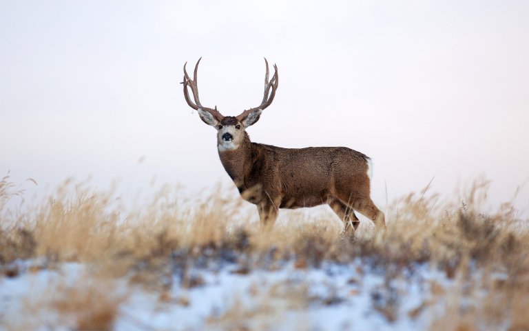 A lone mule deer buck stands on a snowy ridge.