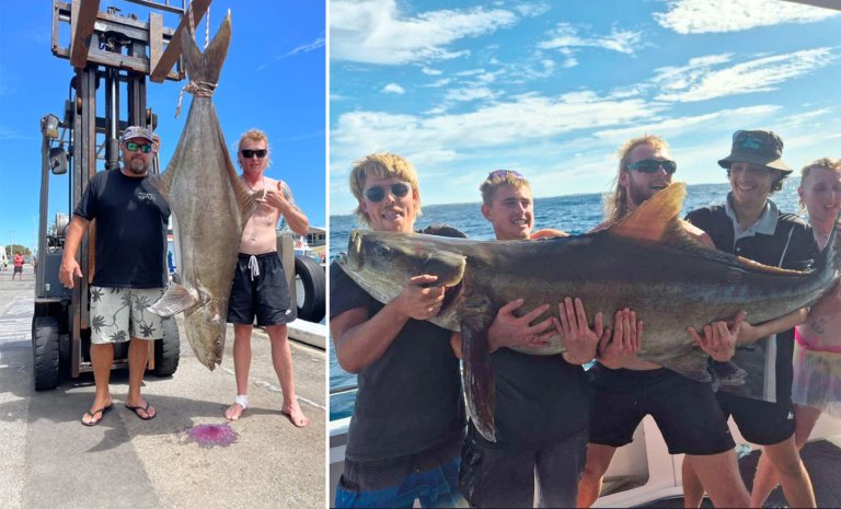 The pending world-record cobia caught in Australia.