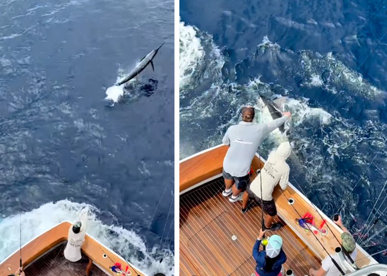 Two aerial photos showing anglers landing blue marlin.