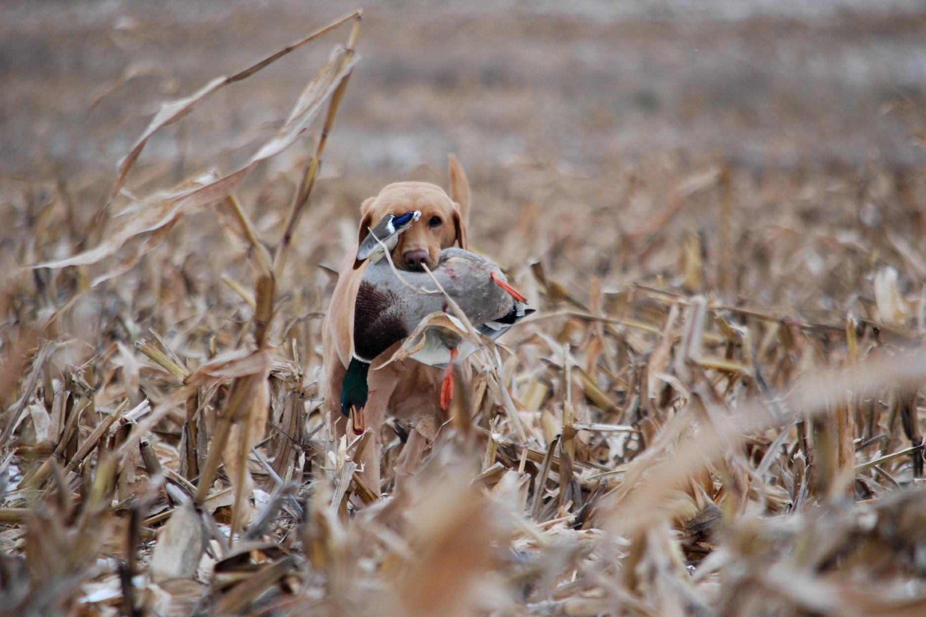 A yellow lab retrieves a drake mallard in a cornfield.