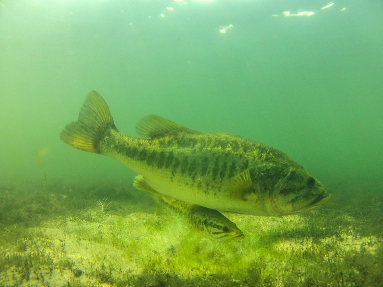 A pair of spawning bass